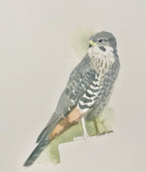 246 - New Zealand Falcon
