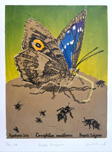 252 - Purple Emperor