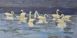 276 - Whooper Swans, Cleddau estuary