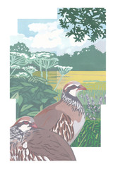 279 - Red-legged Partridge