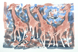 282 - African Hoopoe and Giraffes
