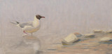 291 - Black-headed Gull in the sea mist