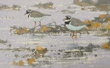 301 - Ringed Plovers
