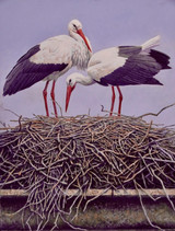 318 - White Storks