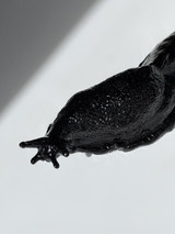 333 - A bigger slug XIV