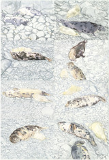 338 - Grey Seal watch