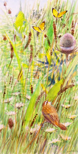 339 - Clouded Yellows and Sedge Warbler