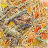 342 - Little Owl