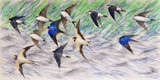 344 - Swallows and House Martins