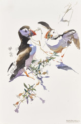 352 - Puffin pair exchanging nest material