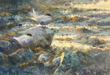 355 - Arctic Terns, Summer evening