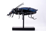 358 - Carabus Intricatus
