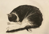 249 - Sleeping Cat