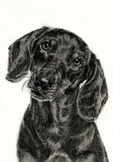 326 - The Dachshund – A Charcoal Study of Canine Curiosity