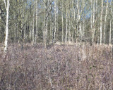 069 - Winter Birches in the Brambles