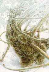 121 - The Great Vine