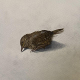 310 - Another Dead Wren