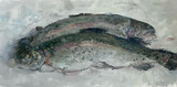 148 - Rainbow Trout