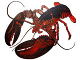 136 - Lobster