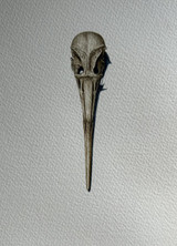 306 - Oystercatcher Skull