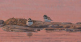 051 - Plovers resting