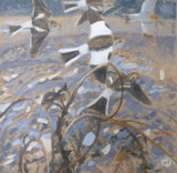 107 - Snow Buntings, Cley