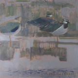 108 - Spring Lapwings
