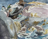158 - Resting Eiders and Purple Sandpipers, Alterstanes, Isle of May