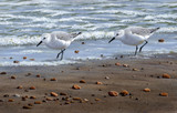 206 - Sanderling pair
