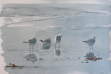 219 - Common Gulls on the shore