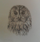 231 - Tawny Owl
