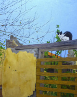002 - Cat on Yellow Wall II
