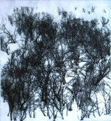 356 - Enchanted Forest