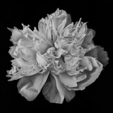 483 - Peony in Bloom