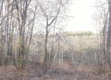 023 - Woods in Winter