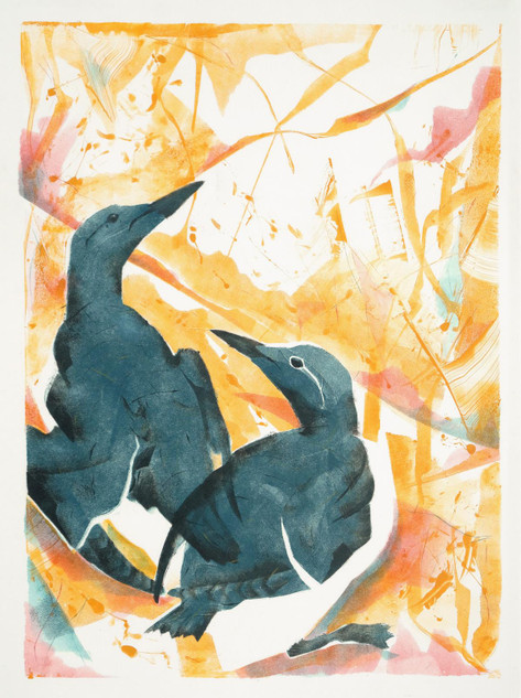 048 - St Abbs Guillemots