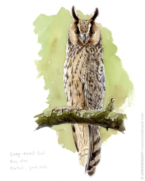077 - Asio otus
