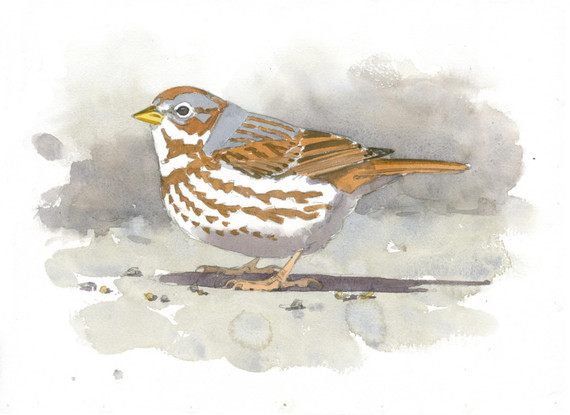 085 - Fox Sparrow, Princeton