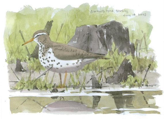 088 - Spotted Sandpiper, Bartlet's Pond