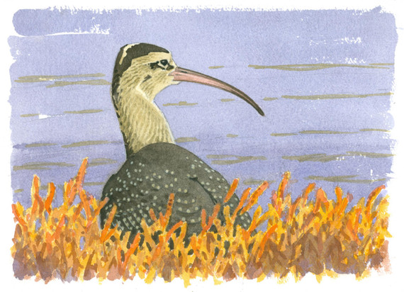089 - Whimbrel and Marsh Pickles