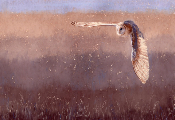 106 - Barn Owl hunting
