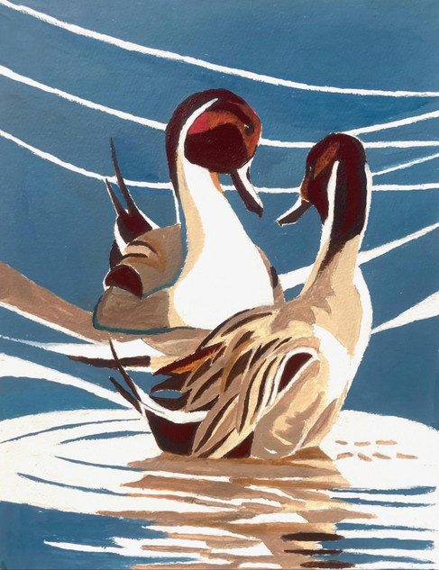 137 - Drake Pintail head displaying