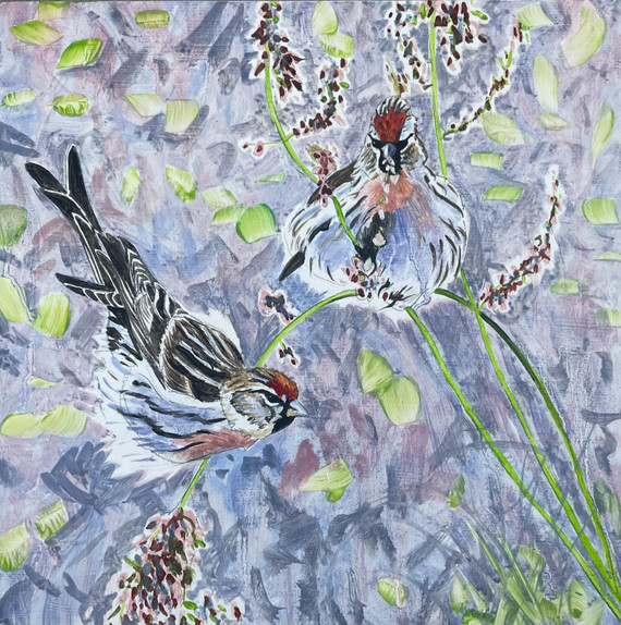 144 - Redpoll