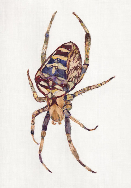 167 - Garden Spider