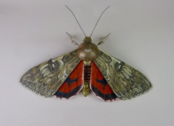 229 - Red Underwing Moth