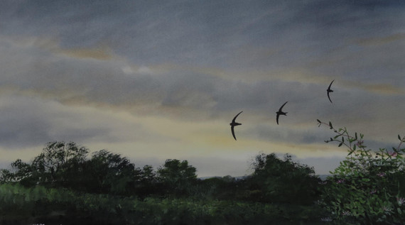 243 - Swifts and Honeysuckle
