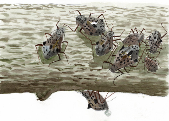 247 - Giant Willow Aphids