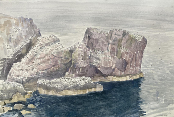 258 - Seabirds, St Abbs