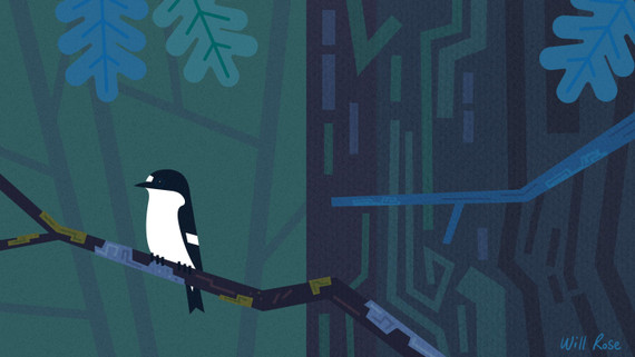 274 - Pied Flycatcher, Longshaw Estate, Derbyshire