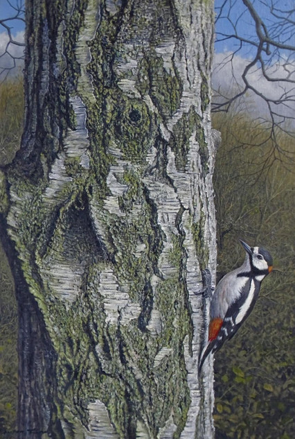 326 - Great Spotted Woodpecker